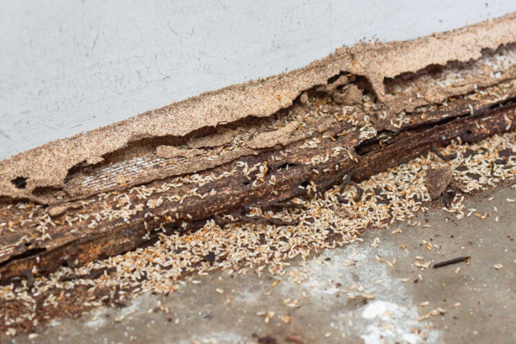 signs of termite infestation